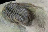 Spiny Leonaspis Trilobite From Morocco #98596-5